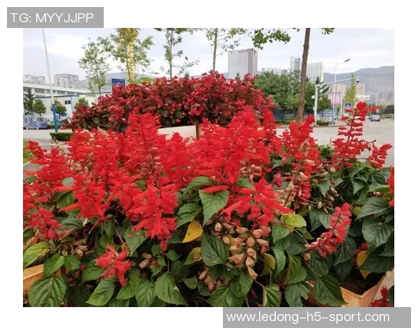 莺歌称赞拉贾科维奇注重细节的执教风格期待在他的指导下不断进步